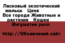 Ласковый экзотический малыш › Цена ­ 25 000 - Все города Животные и растения » Кошки   . Ингушетия респ.
